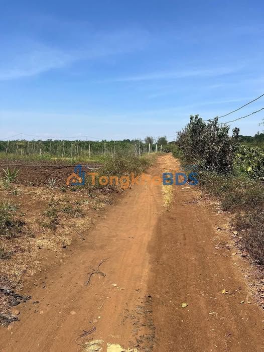 Đất nền Tân Hội Lâm Đồng 720m² giá 1.2 tỷ - Sổ đỏ chính chủ