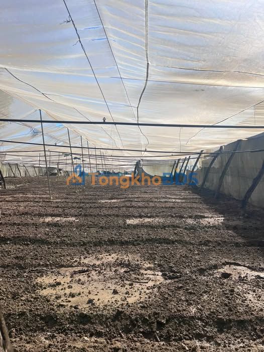 Đất Thạnh Mỹ Nam Giang 260m² 1.9 tỷ - Sổ đỏ chính chủ