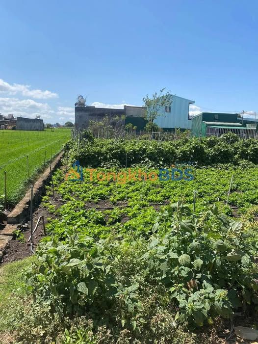 Đất Mặt Đường Hồ Xuân Hương, TT Liên Nghĩa 132.3m² - Giá Tốt Đầu Tư