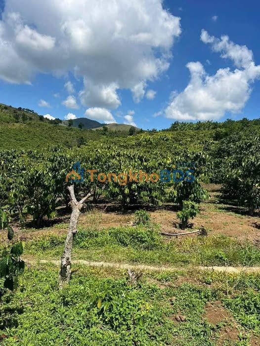 Bán đất 17.600m² Lộc Thành, Bảo Lâm - Sổ đỏ chính chủ, giá 1,65 tỷ