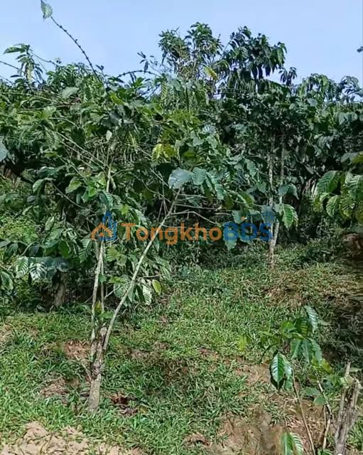 Bán Gấp 17.000m² Đất Vườn Đức Trọng - Mặt Tiền Bê Tông 40m - Giá 2.1 Tỷ