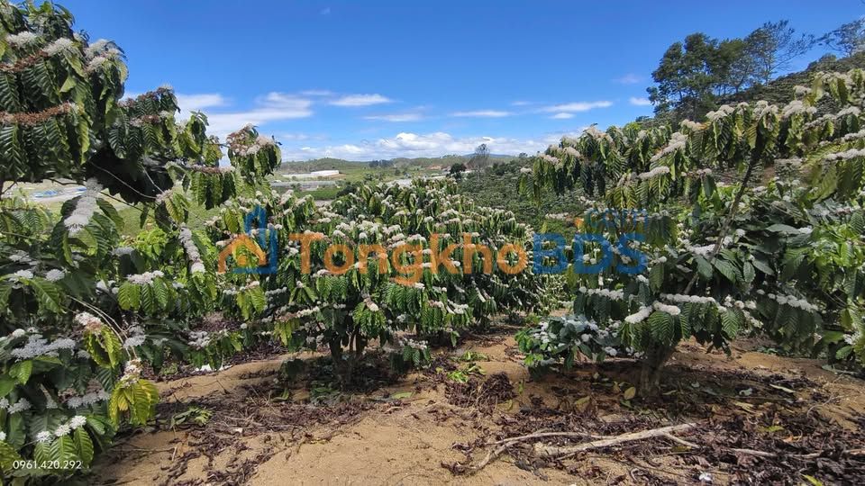 Bán Đất Vườn 32400m² Lâm Đồng - Đất Đỏ Bazan, Sẵn Ao Nước