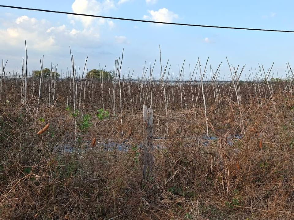 Đất nền Buôn Đôn, Đắk Lắk - 9000m² mặt tiền bê tông, giá đầu tư 2.61 tỷ