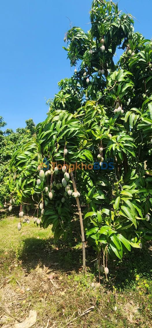 Bán gấp 10ha Đất Vườn Xoài 3000 cây, View Hồ Trị An - Đồng Nai