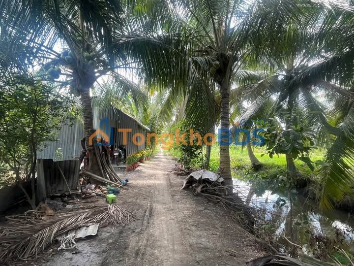 Bán Đất Vườn 7200m² Vĩnh Long - Sổ Hồng Sẵn Sàng, Giá F0 650 Triệu