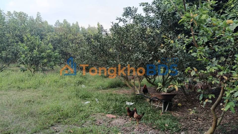 Đất Nền Tân Triều 3000m² - Sổ Riêng, Quy Hoạch Đất Ở, Giá Tốt