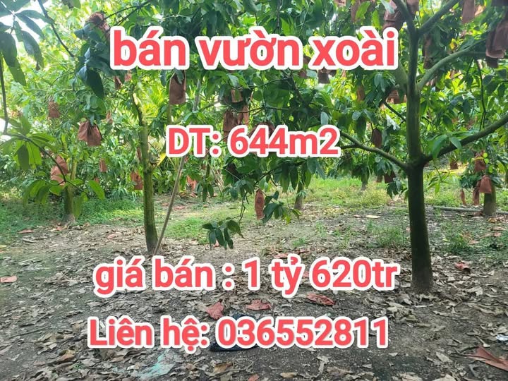 Bán Gấp Vườn Xoài 644m² An Giang - Đang Thu Hoạch, Giá Tốt 1.62 Tỷ
