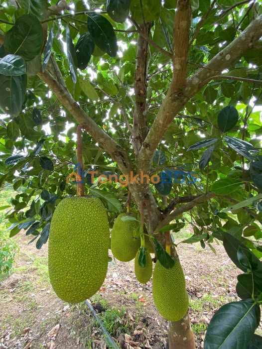 Đất Vườn Nghỉ Dưỡng 1000m² Giáp Hồ Trị An - Giá 695 Triệu