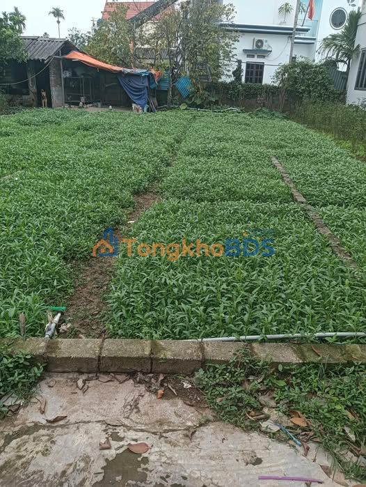 Đất nền Thường Tín 69m² - Sổ đỏ sẵn sàng, giá tốt nhất