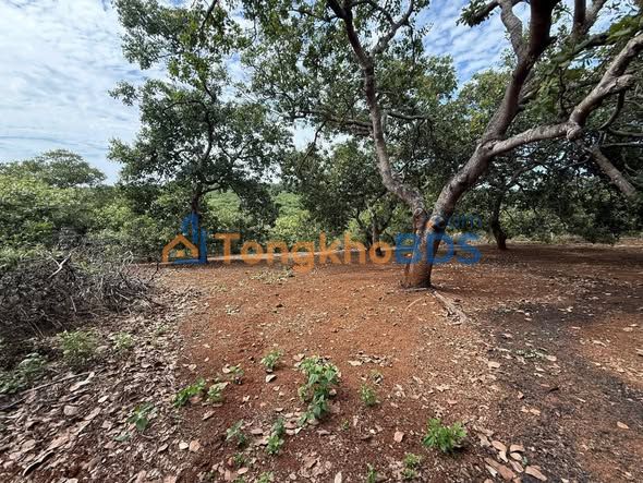 Đất Vườn Bình Phước 2.2ha - Mặt Tiền Rộng 100m, Giá 4.6 Tỷ