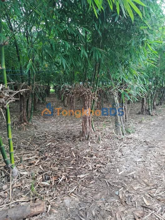 Bán Đất Farm Hồng Sơn, Bình Thuận 15.000m² - Sổ Đỏ, Gần QL1A