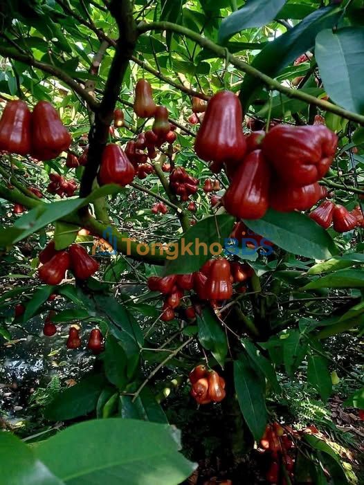 Bán gấp 7700m² đất vườn Cái Bè, Tiền Giang - Giá 600 triệu/công