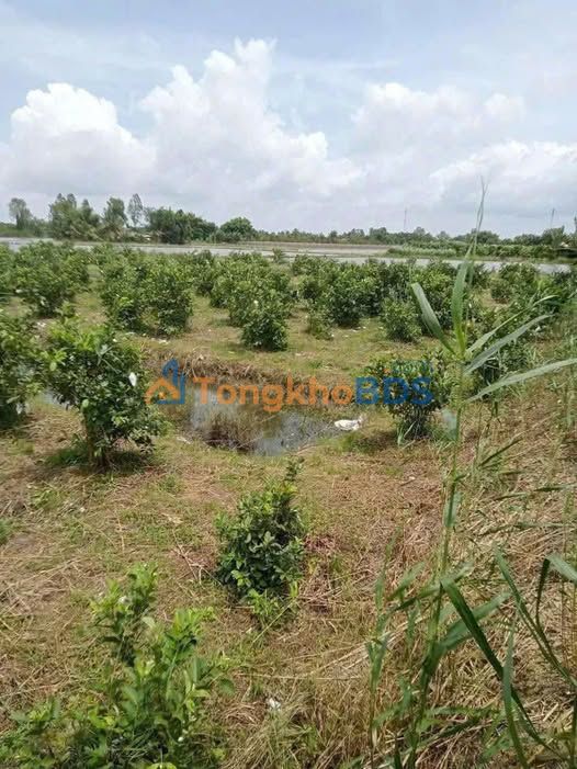 Đất Lúa 4000m² Đồng Tháp - Đầu tư Sinh lời, Phong thủy Tốt