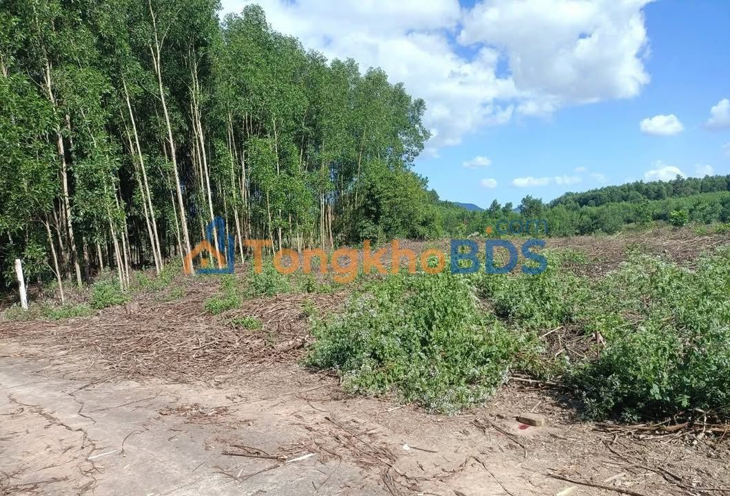 Cho thuê Đất Vườn Diên Đồng 800m² - Giá 3 Triệu/Năm - Xe Tải Tới Nơi