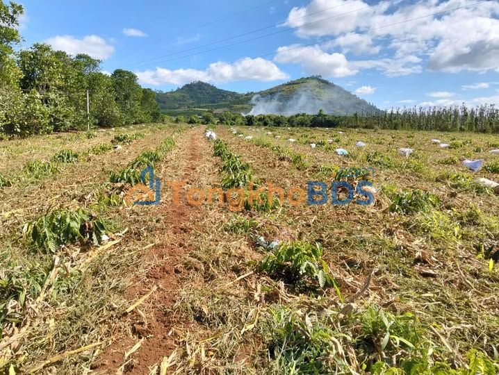 Đất Vườn Cà Phê 28080m² Tân Phú, Đồng Nai - Sổ Hồng Sẵn Sàng