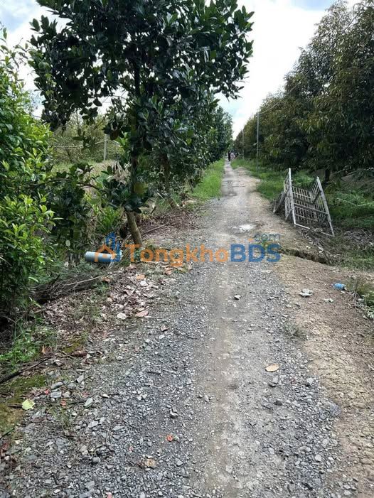 Bán Gấp 18 Công Vườn Mít Ruột Đỏ Tiền Giang - Giá Tốt