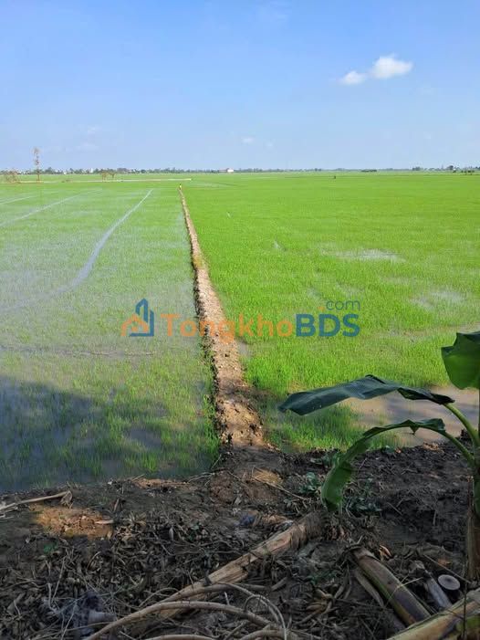 Bán Đất Vườn Đồng Tháp 3480m² Giá Tốt, Mặt Tiền Kênh Lớn