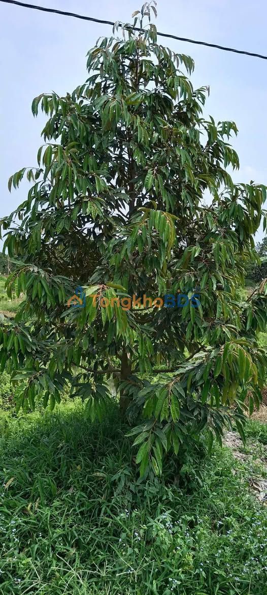 Đất sầu riêng Hòa Khánh Cái Bè 3.000m² - Xây dựng tự do