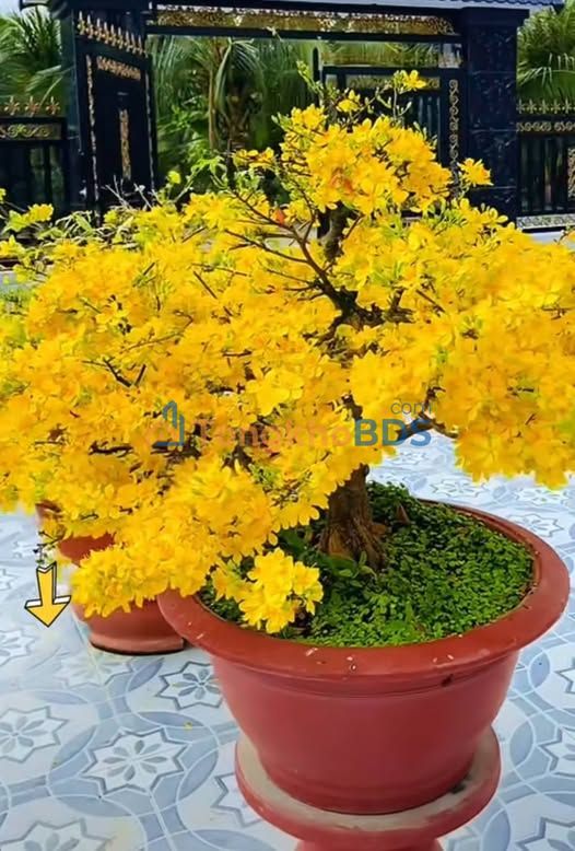 Đất Vàng Cao Lãnh 5325m² Mặt Tiền Đường Tránh - Đầu Tư Sinh Lời