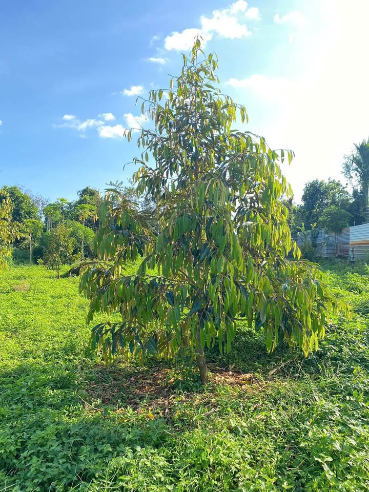 Đất View Hồ Ea Cuor Kap - 1457m² Thổ Cư - Đầu Tư Sinh Lời