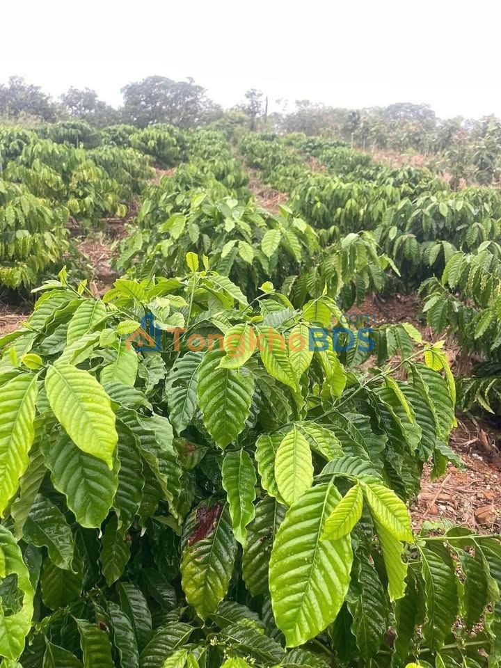 Bán Gấp Đất Vườn 7400m² Tân Hoà, Buôn Đôn - Giá Đầu Tư 980 Triệu