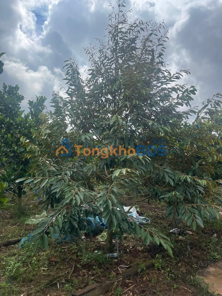 Bán Đất Vườn 5300m² Đắk Lắk - Sổ Hồng Riêng, 8 Sổ, Giá Tốt