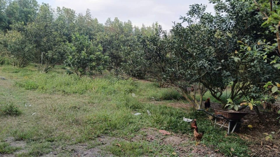 Đất Vườn Tân Triều 3000m² Sổ Riêng - Giá Đầu Tư 5.5 Tỷ