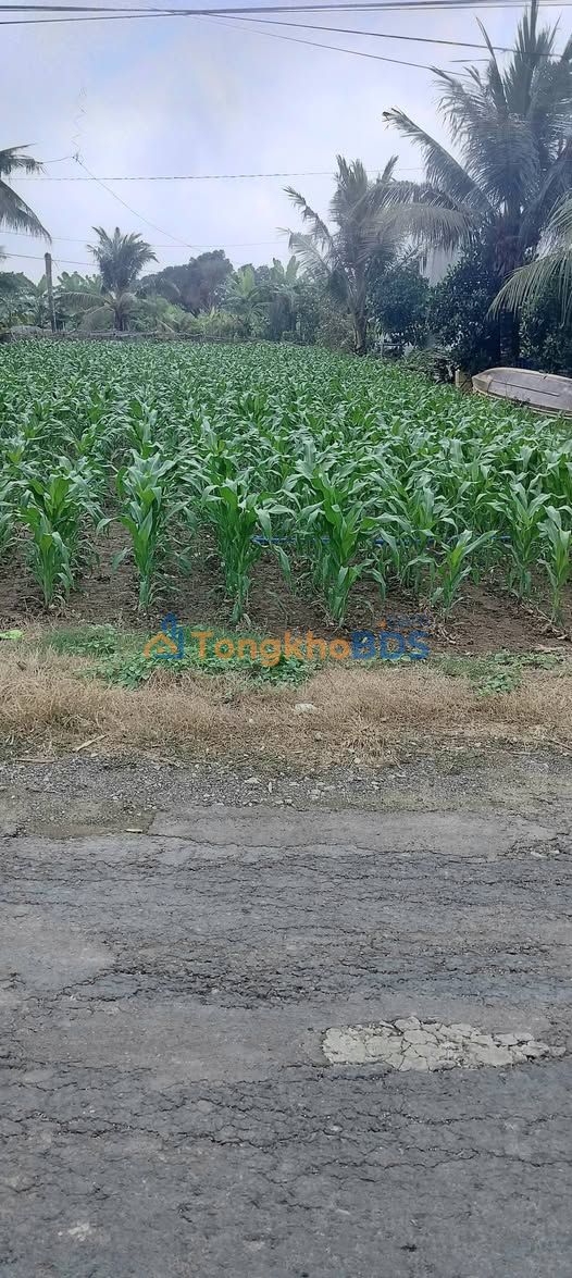 Đất nền Vĩnh Hanh An Giang 744m² 650 triệu - Xây dựng tự do