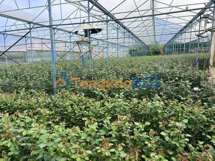 Bán Gấp Vườn Lạc Dương Đà Lạt 3 Sào, Sổ Riêng, Đường Ô Tô - Chỉ 3.9 Tỷ