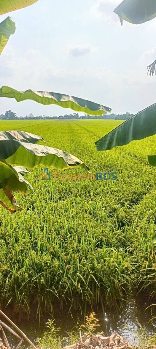 Bán Gấp 10 Công Đất Ruộng Mặt Tiền 21m Lộ Nhựa Tại Tháp Mười, Đồng Tháp - Giá Đầu Tư 3.1 Tỷ