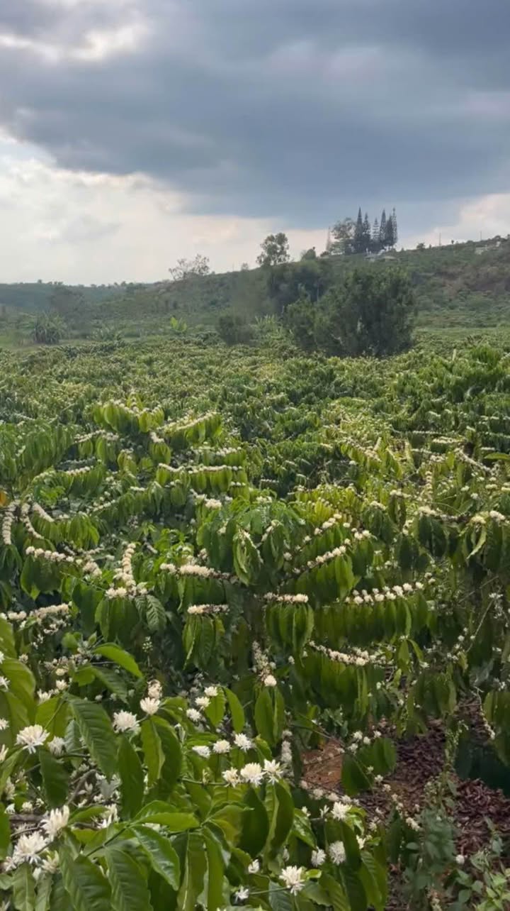 Farm Cà Phê 5.5 Sào Tân Hà (Lâm Hà) - Giá Ngộp 2.2 Tỷ, Sẵn Sàng Đầu Tư