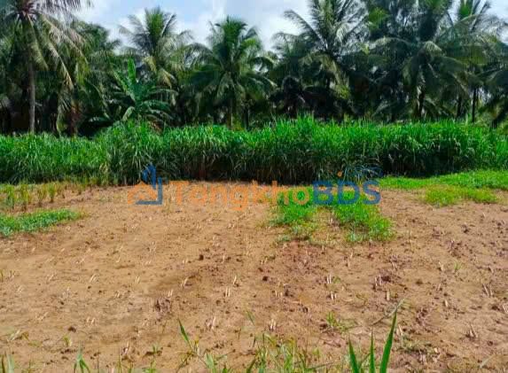 Đất Thổ Cư 280m² Mặt Tiền Dal Gần Chợ Nguyệt Hóa, Châu Thành, Trà Vinh - 798 Triệu