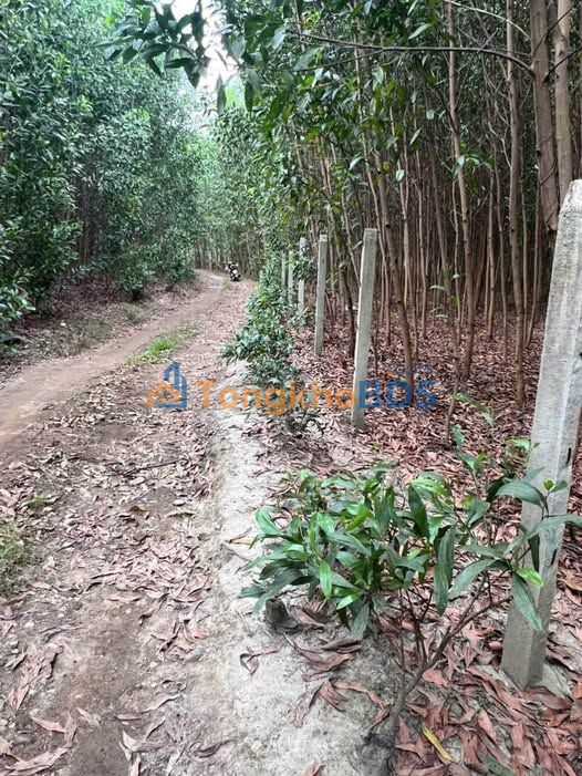 Đất Vườn Diên Khánh 1135m² - Giá Tốt, Sẵn Keo Nuôi - Đầu Tư Sinh Lời