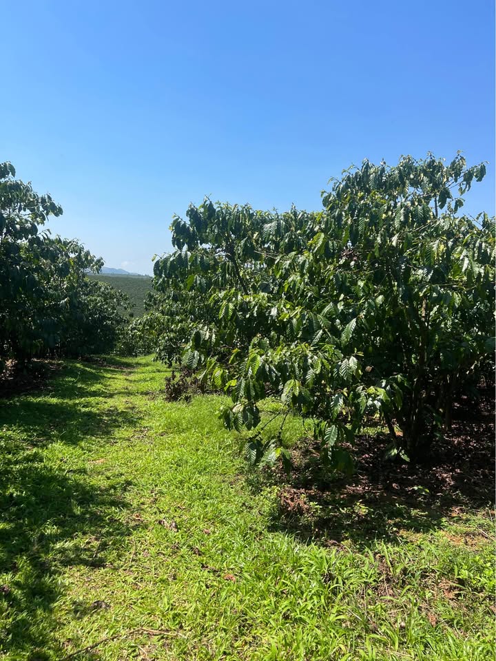 Bán Gấp Đất Vườn 2.6ha Lộc Ngãi, Bảo Lâm - Tiềm Năng Kinh Tế Vượt Trội