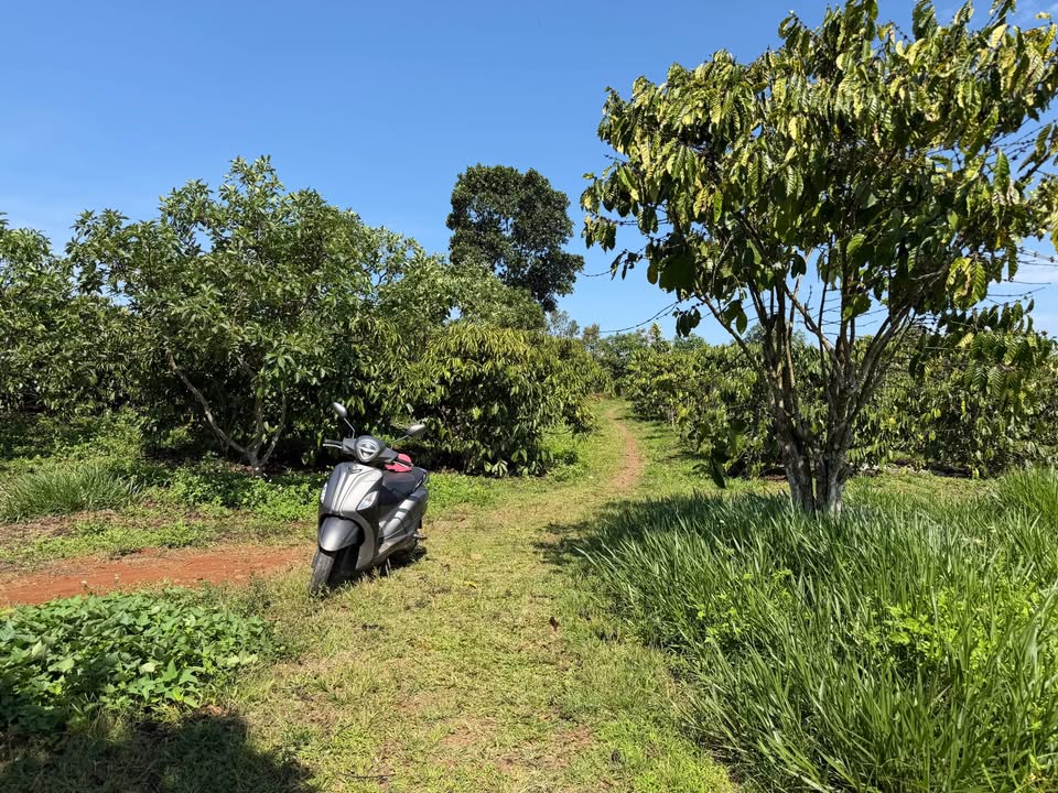 Bán Đất Vườn Cafe 1.3ha Lâm Đồng - Sổ Đỏ Riêng, Giáp Suối