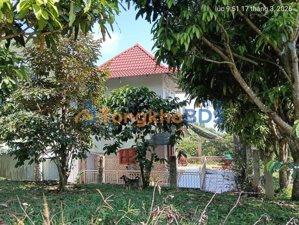 Bảo Lâm - 1 Hecta Vườn Cafe Đẹp Như Mơ, Sẵn Sàng Đầu Tư Nghỉ Dưỡng