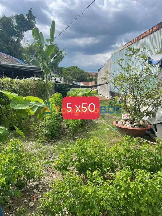 Đất Mặt Tiền Nhựa Bàu Sen, Đức Lập Hạ - 250m² Kinh Doanh Giá 2.6 Tỷ