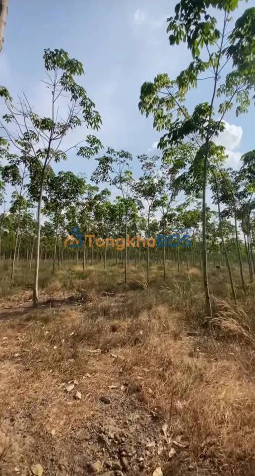 Bán Rẫy Cao Su 3.3ha Mặt Tiền Đường Ô Tô, Đồng Xoài - Giá 5.7 Tỷ