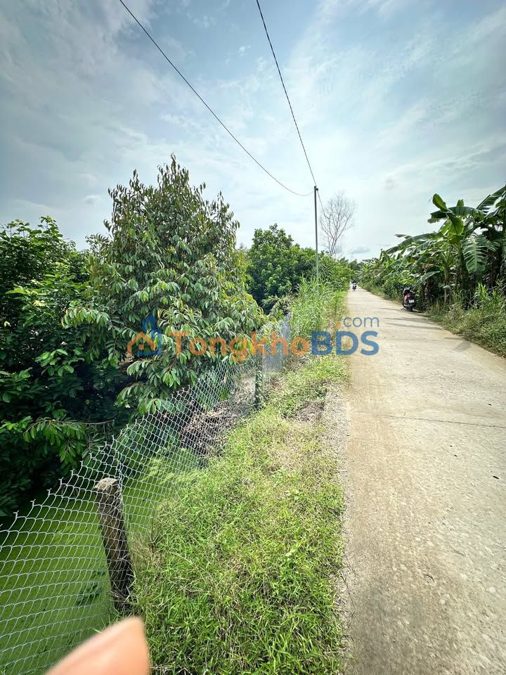 Bán Gấp Farm Sầu Riêng 2293m² Hậu Giang - Giá 2.3 Tỷ