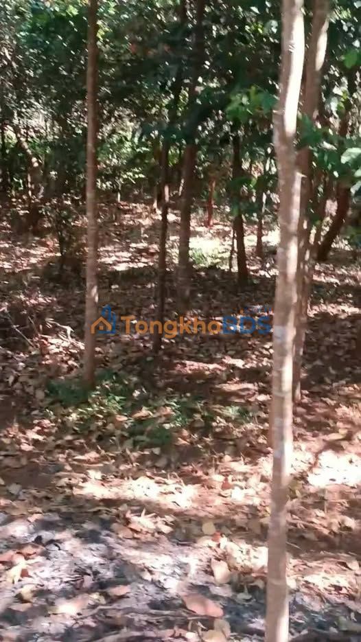 Bán Gấp 6.2ha Rẫy Điều Bình Phước - Sẵn Sàng Kinh Doanh