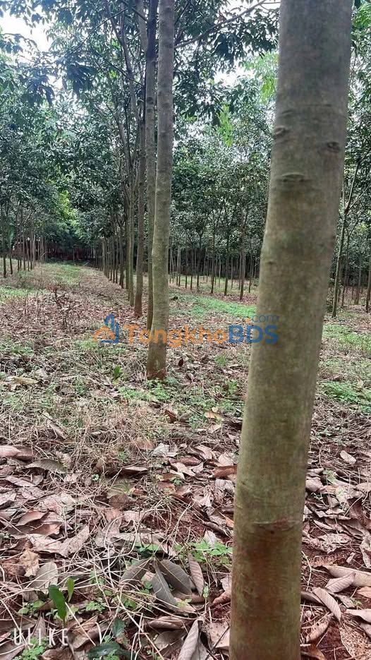 Đất vườn Tiến Thành Đồng Xoài 2,8ha 6 tỷ - Sinh thái xanh