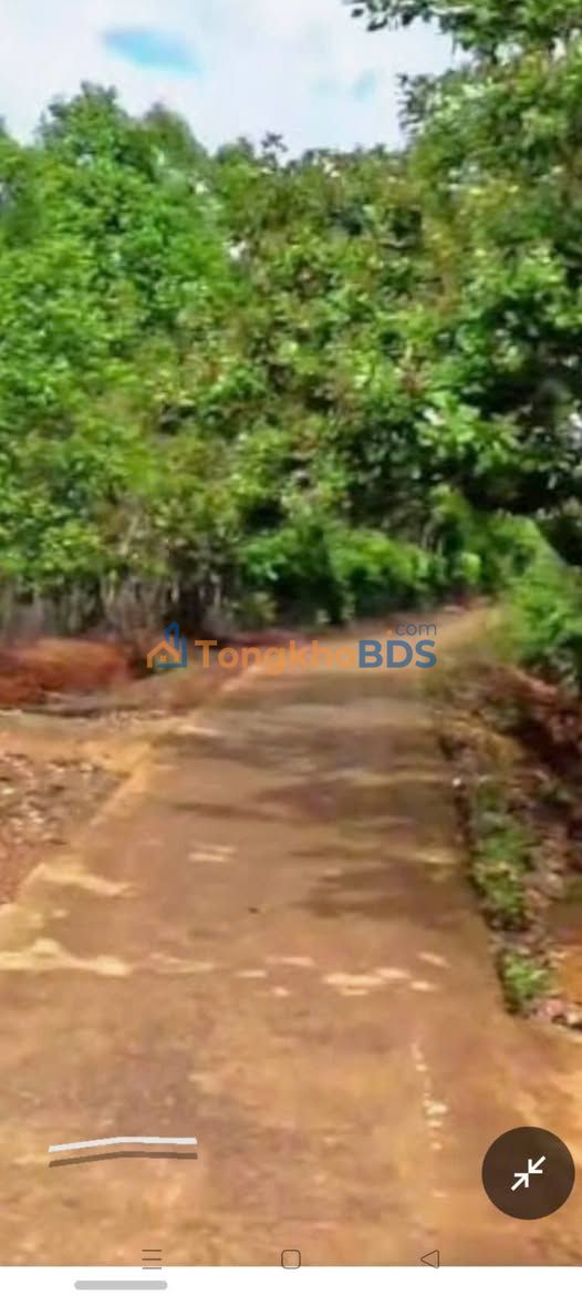 Đất vườn Tân Phú Đồng Phú 8.1ha 18 tỷ - Đầu tư dài hạn