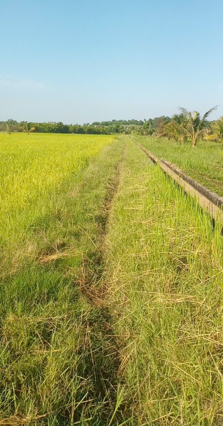 Bán Gấp Đất Vườn 18.000m² Phường Ninh Thạnh, Tây Ninh - Giá 6xx Triệu