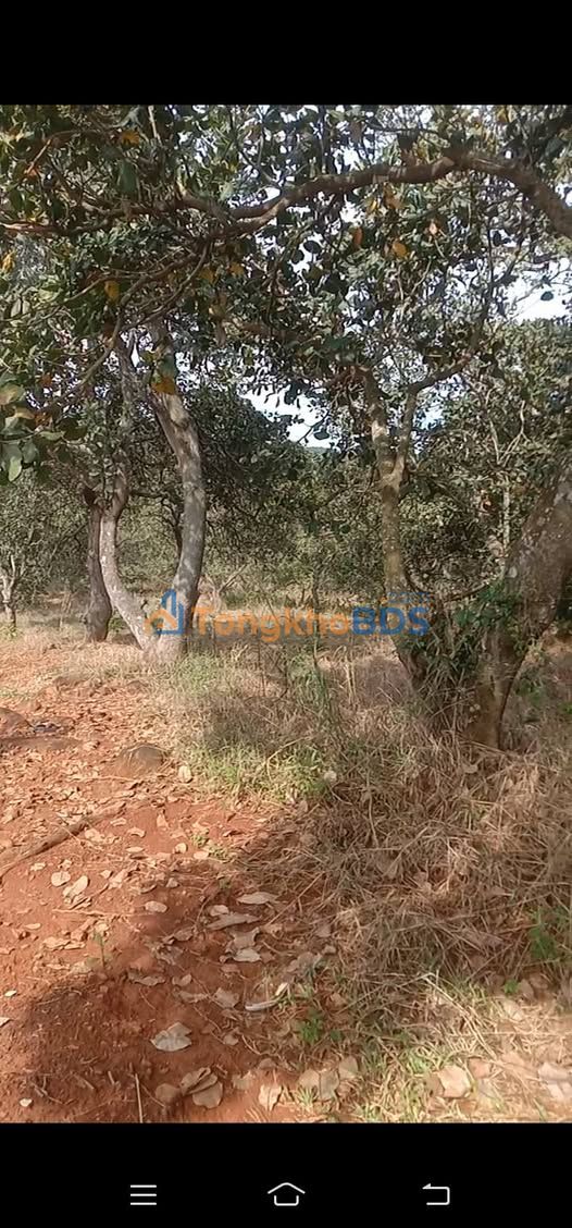 Đất nền Tân Hưng Đồng Phú 14.000m² 2.2 tỷ - Sổ đỏ chính chủ