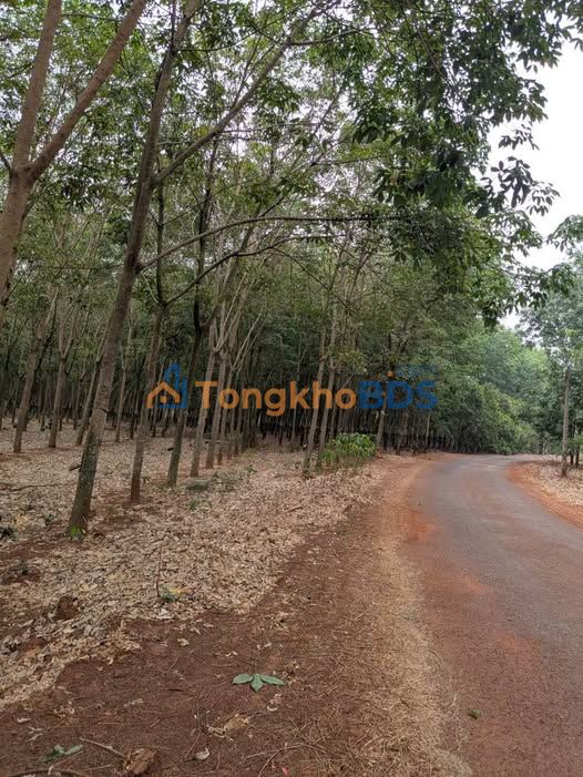 Đất vườn Thuận Phú Đồng Xoài 4ha/11 tỷ - Sổ đỏ chính chủ