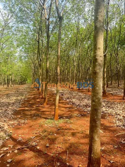 Bán Gấp 10 Ha Cao Su Tân Phú, Đồng Xoài - Giá 21 Tỷ, Sẵn Sàng Đầu Tư