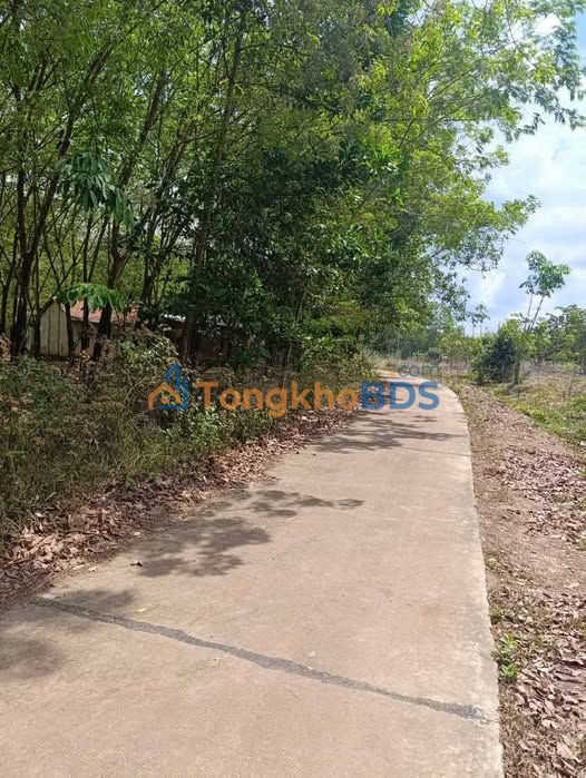 Đất Nền 250m² Ấp Phước Tiến, Đồng Xoài - Sổ Thổ Cư Giá Chỉ 2xx Triệu