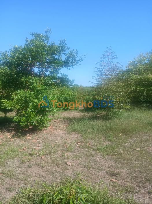 Bán Gấp 3ha Đất Vườn Bình Phước - Sổ Đỏ Sẵn Sàng