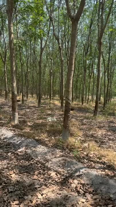 Bán Gấp Đất Vườn Cao Su 6600m² Chơn Thành, Bình Phước - Sát KCN Becamex