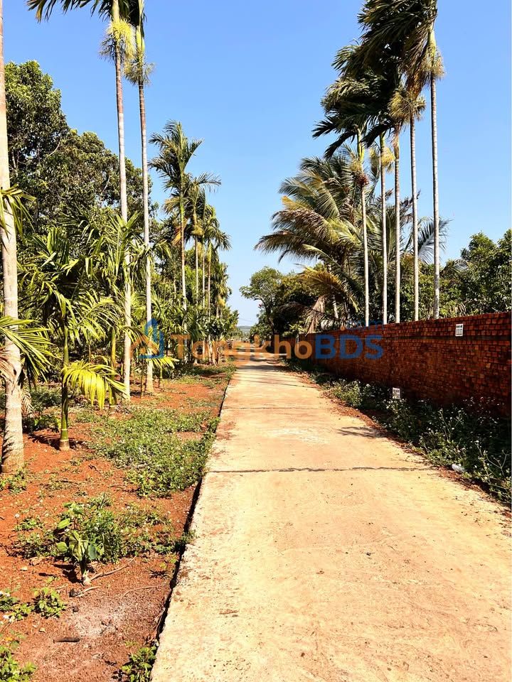 Đất Vườn 1140m² (120m² thổ cư) Phường Ea Tam, BMT - Giá 2.55 Tỷ